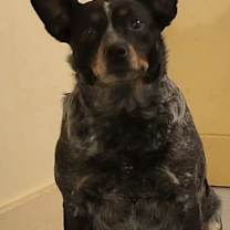 Thumbnail photo of Koda #1