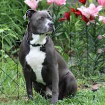 Thumbnail photo of Franklin #1