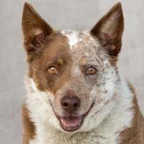 Thumbnail photo of Reno **COURTESY LISTING** #1