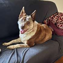 Thumbnail photo of Reno **COURTESY LISTING** #2