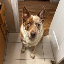 Thumbnail photo of Reno **COURTESY LISTING** #3