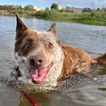 Thumbnail photo of Reno **COURTESY LISTING** #4