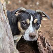 Thumbnail photo of Blaze #2