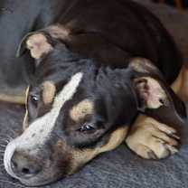 Thumbnail photo of Blaze #3