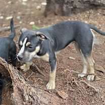 Thumbnail photo of Blaze #4