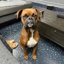 Thumbnail photo of Canelo #1