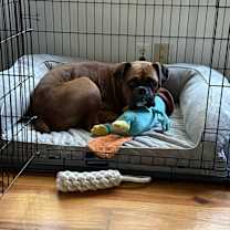 Thumbnail photo of Canelo #3