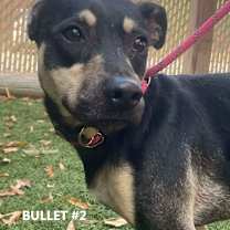 Thumbnail photo of Bullet #2 #1