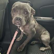 Thumbnail photo of Peony- ADOPTED! #3