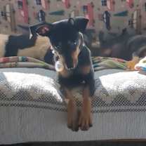 Thumbnail photo of Holly #1