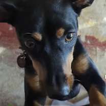 Thumbnail photo of Holly #3