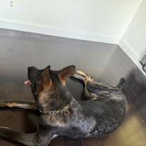 Thumbnail photo of Chase #2