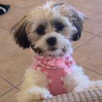 Thumbnail photo of Bella #2