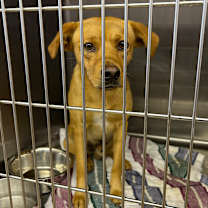 Thumbnail photo of Rizo #2