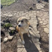 Thumbnail photo of Dolly #2