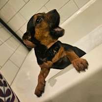 Thumbnail photo of Harmony *Adoption Pending* #4