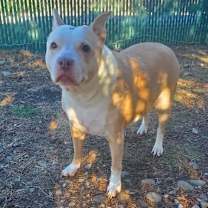 Thumbnail photo of Roxy (Foster or adopter needed) #4
