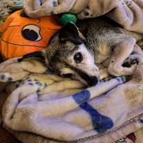 Thumbnail photo of Yogi #2