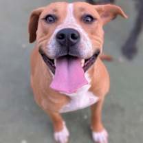 Thumbnail photo of Poppy* #2