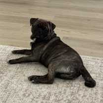 Thumbnail photo of Tater #4