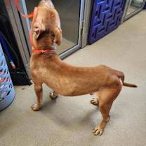 Thumbnail photo of Vecna- rescue only #2