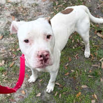 Thumbnail photo of Seamus #3