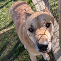 Thumbnail photo of BUSTER #3