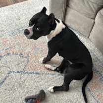 Thumbnail photo of Ikora #1