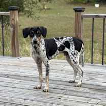 Thumbnail photo of Charlie #1