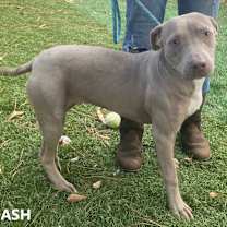 Thumbnail photo of Ash #1