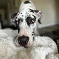 Thumbnail photo of Maggie #1