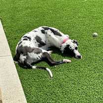 Thumbnail photo of Maggie #3