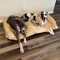 Thumbnail photo of Maggie #4