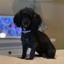 Thumbnail photo of Bridgette (Dallas) #1