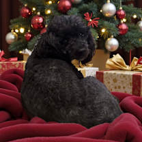 Thumbnail photo of Bridgette (Dallas) #2