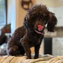 Thumbnail photo of Bridgette (Dallas) #3