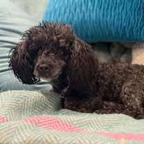 Thumbnail photo of Bridgette (Dallas) #4