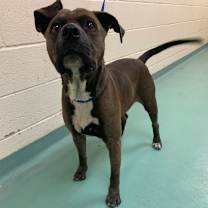 Thumbnail photo of Pershing #1