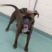 Thumbnail photo of Pershing #2