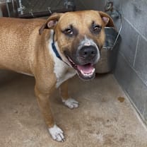 Thumbnail photo of Bocephus #2