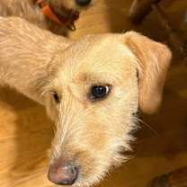 Thumbnail photo of Ferb #3