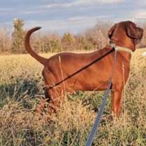 Thumbnail photo of Duke #2