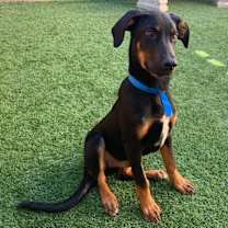 Thumbnail photo of URGENT! Save Me Please #2