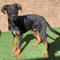 Thumbnail photo of URGENT! Save Me Please #3