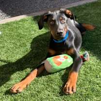 Thumbnail photo of URGENT! Save Me Please #4