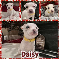 Thumbnail photo of Daisy #2