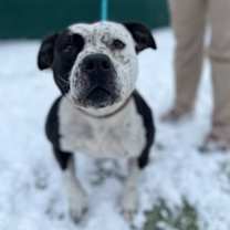 Thumbnail photo of Oreo #1