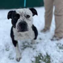 Thumbnail photo of Oreo #2