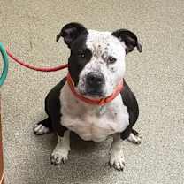 Thumbnail photo of Oreo #3