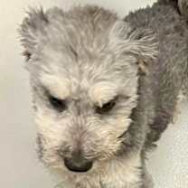 Thumbnail photo of Kiwi #2